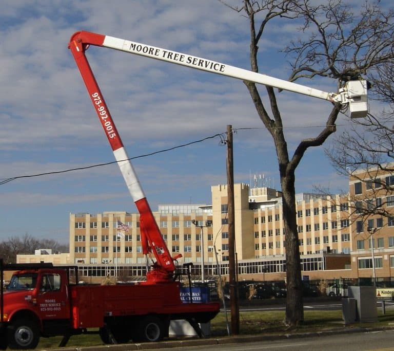 Moore's Tree Service bucket truck working on a tree